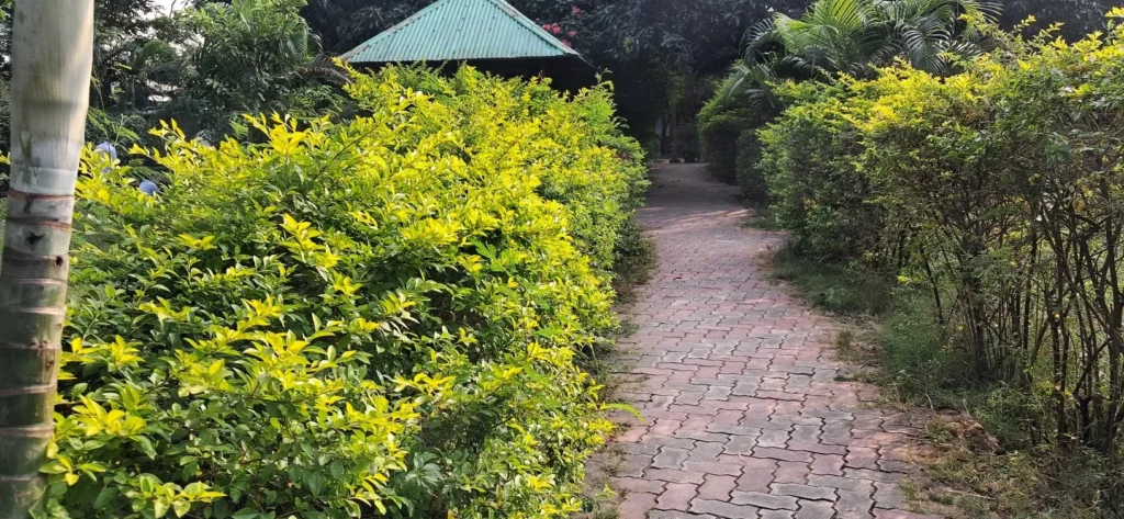 Jhumri Telaiya Childern Park – Telaiya Park (17)