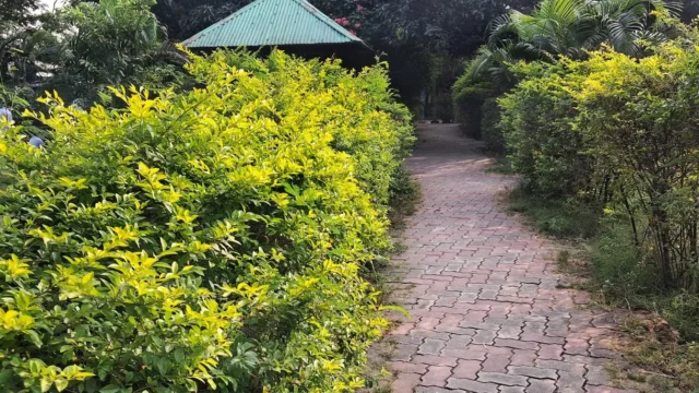 Jhumri Telaiya Childern Park – Telaiya Park (17)